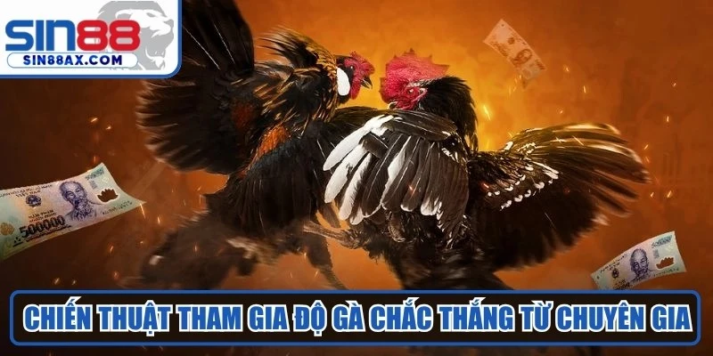 Chiến thuật tham gia độ gà chắc thắng từ chuyên gia