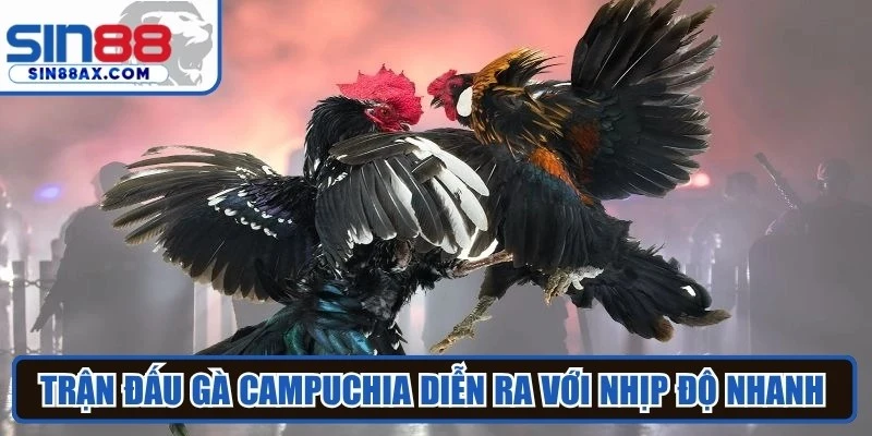 Trận đấu gà Campuchia diễn ra với nhịp độ nhanh và nhiều tình huống bất ngờ