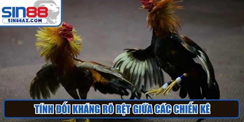 Tính đối kháng rõ rệt giữa các chiến kê