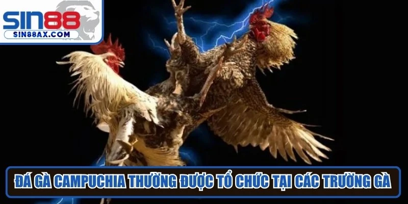 Đá gà Campuchia thường được tổ chức tại các trường gà hợp pháp với quy mô lớn