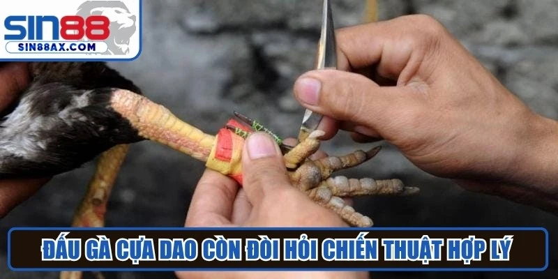 Đấu gà cựa dao còn đòi hỏi chiến thuật hợp lý từ quá trình huấn luyện