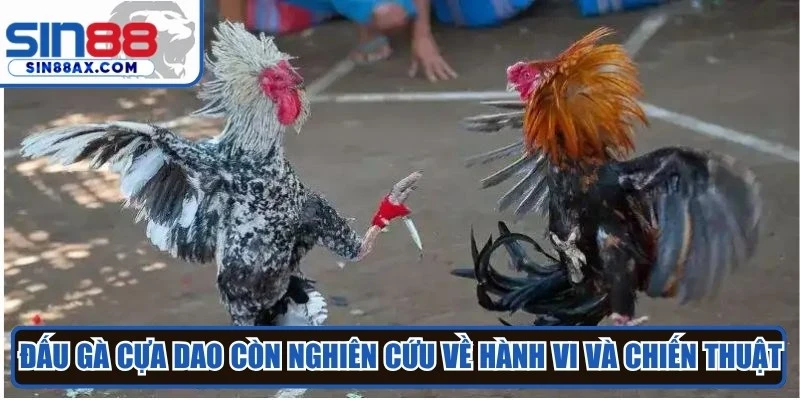 Đấu gà cựa dao còn nghiên cứu về hành vi và chiến thuật của chiến kê