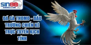 Đá Gà Thomo