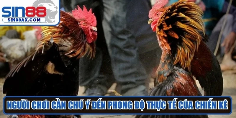 Người chơi cần chú ý đến phong độ thực tế của chiến kê trước giờ thi đấu