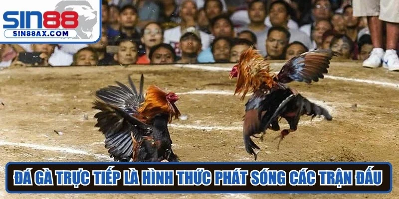 Đá gà trực tiếp là hình thức phát sóng các trận đấu theo thời gian thực tế