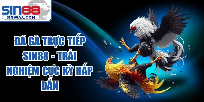 Đá Gà Trực Tiếp