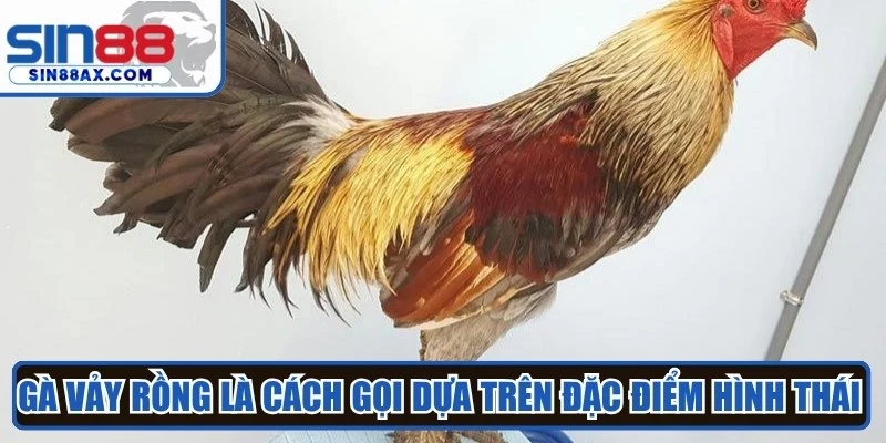 Gà vảy rồng là cách gọi dựa trên đặc điểm hình thái trên chân 