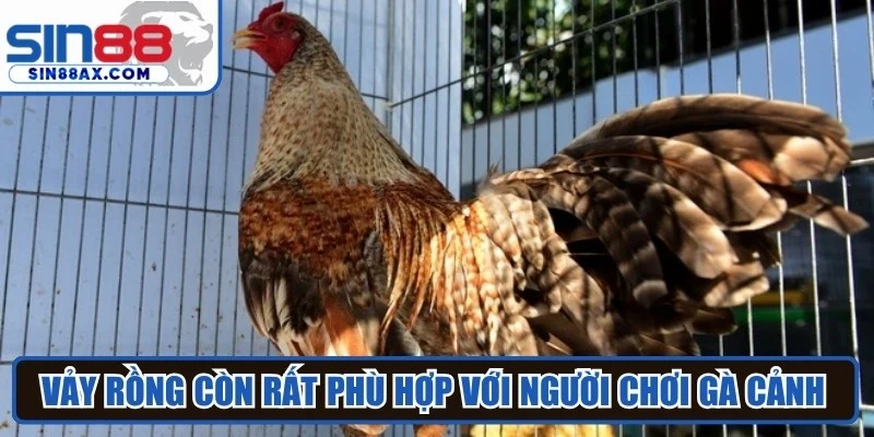 Vảy rồng còn rất phù hợp với người chơi gà cảnh chuyên nghiệp
